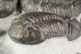 Wide Austerops Trilobite Mortality Plate - Jorf #58934-4